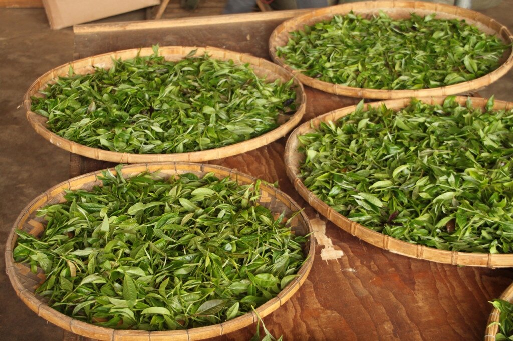 Ферментированный чай из листьев садовых и дикорастущих растений (мастер-класс) - zenin-vladimir.ru