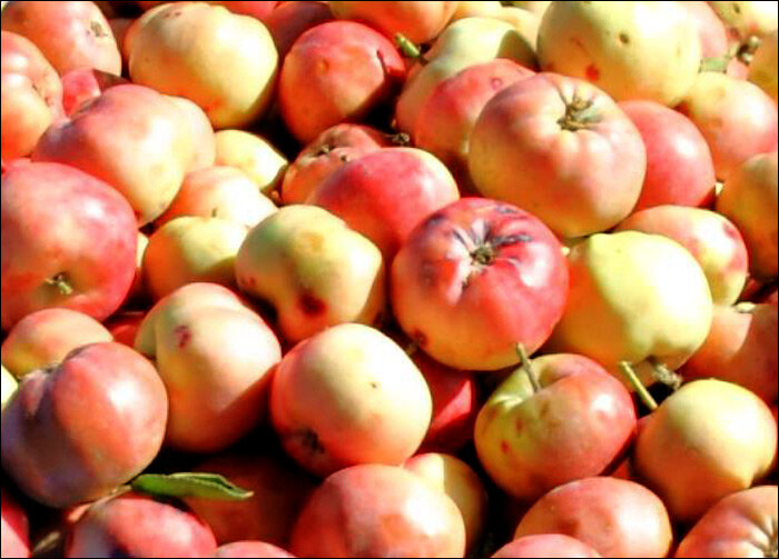 Узбекские яблоки. Фото с сайта Mytashkent.uz