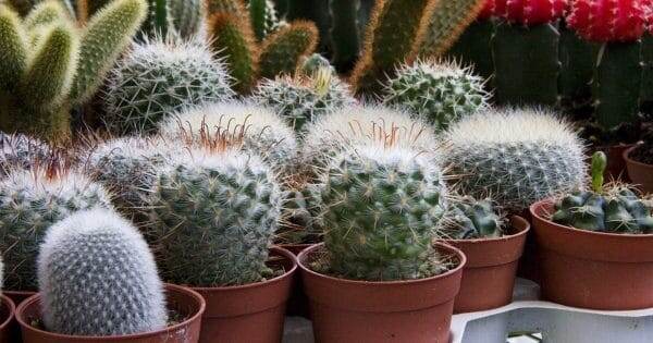  фото: pixabay.com