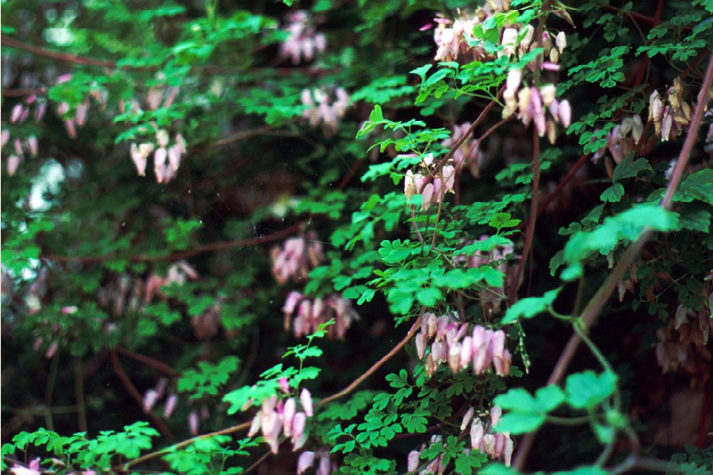 ''Американка'' во время цветения