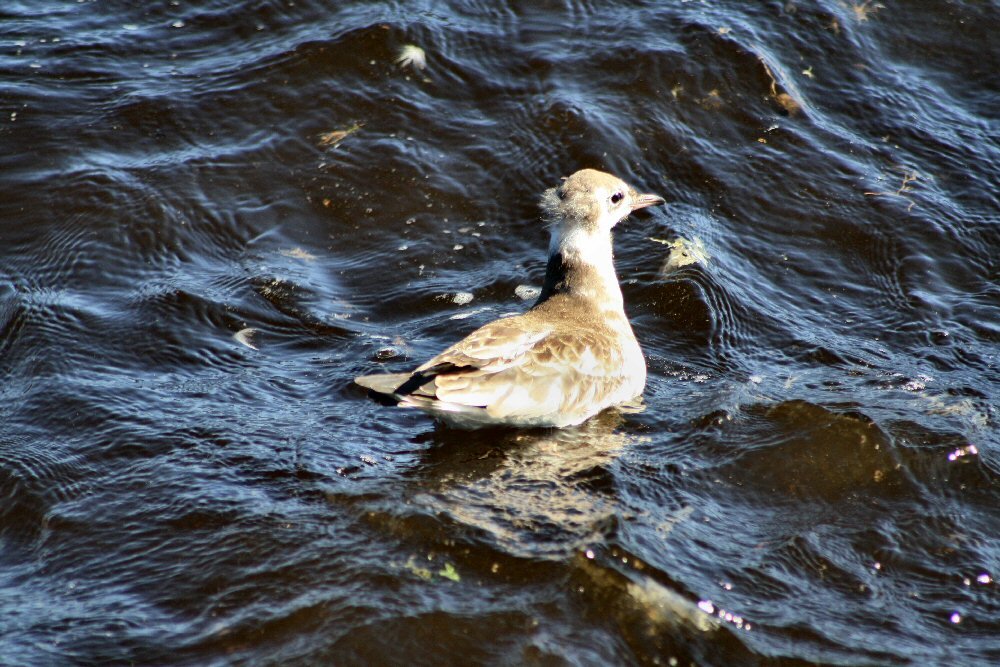 Молодая озерная чайка