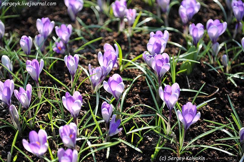 Крокус Ялта