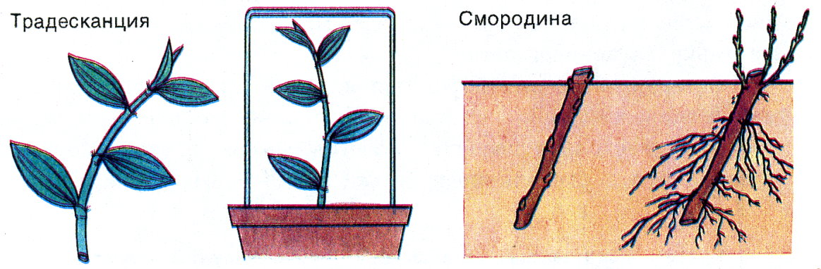 Размножение стеблевыми черенками рисунок