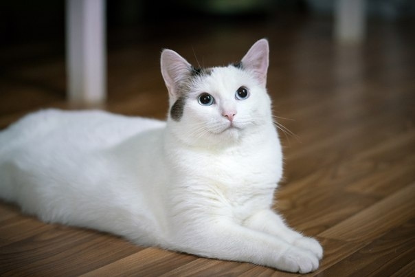 Вот такие коты в приюте ждут своих хозяев...