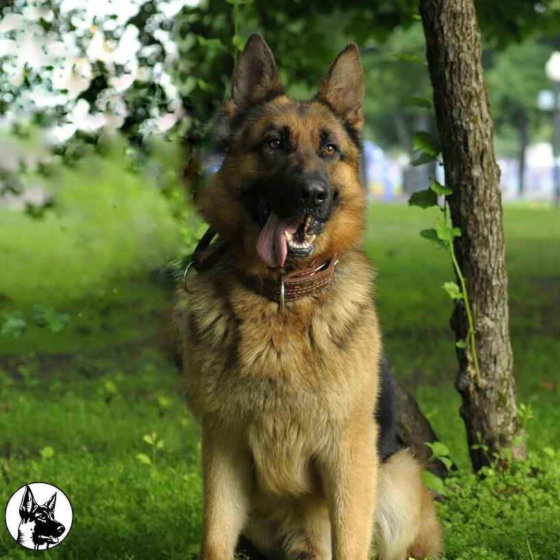 Дрессировка собак