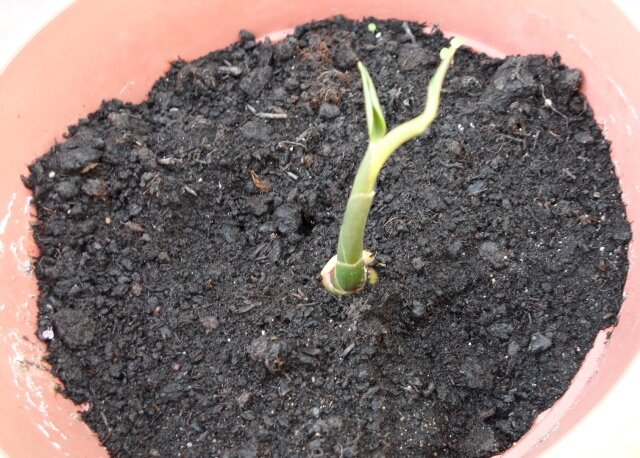 имбирь в горшке. имбирь росток. как выглядит росток имбиря. росток имбиря фото. имбирь всходы.