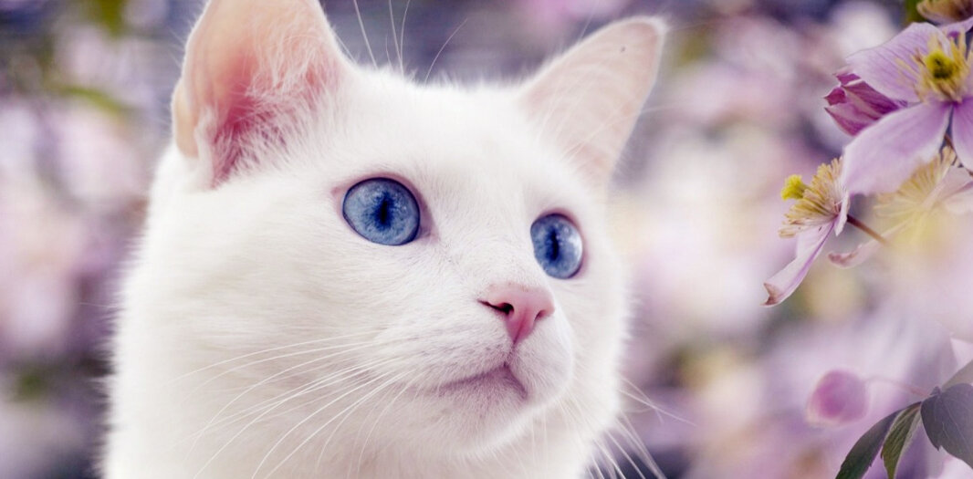 Белая кошечка с голубыми глазками.