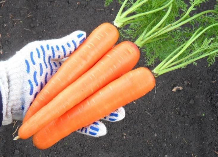 Морковь сорта Лосиноостровская