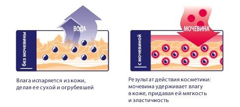 Фото arnebia.ru