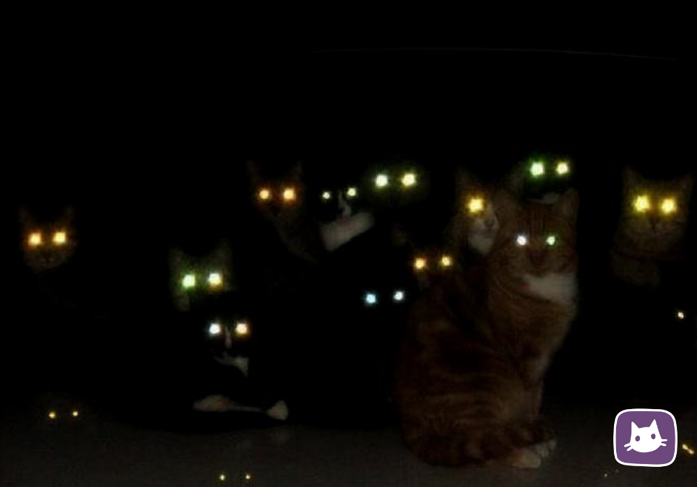 Почему ночью у кошки светятся глаза?