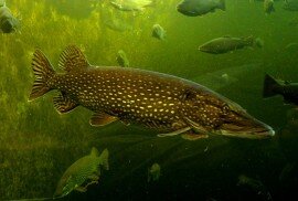 Тридцать тысяч рыб погибло в калужской речке