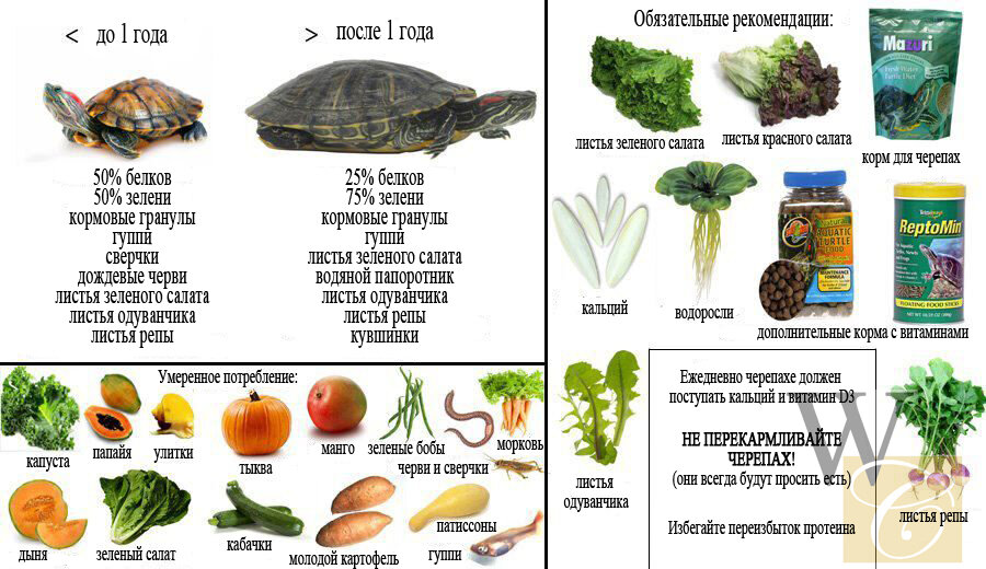 Чем кормить красноухую черепаху? Рацион хищной черепахи