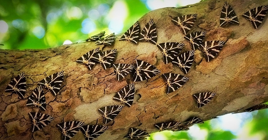 Бабочки семейства Медведицы Гера (Panaxia quadripunctaria (Poda))