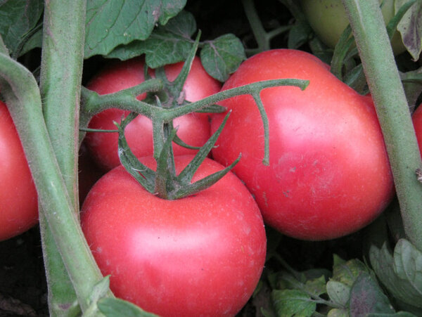Сорта и гибриды томатов, устойчивые к фитофторе