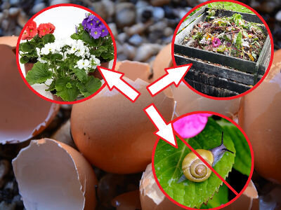 удобрение из яичной скорлупы и другие секреты ее применения