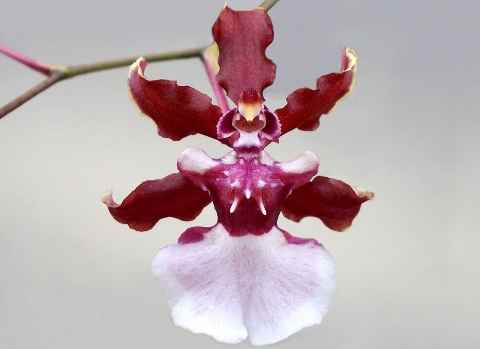 Oncidium Sharry Baby