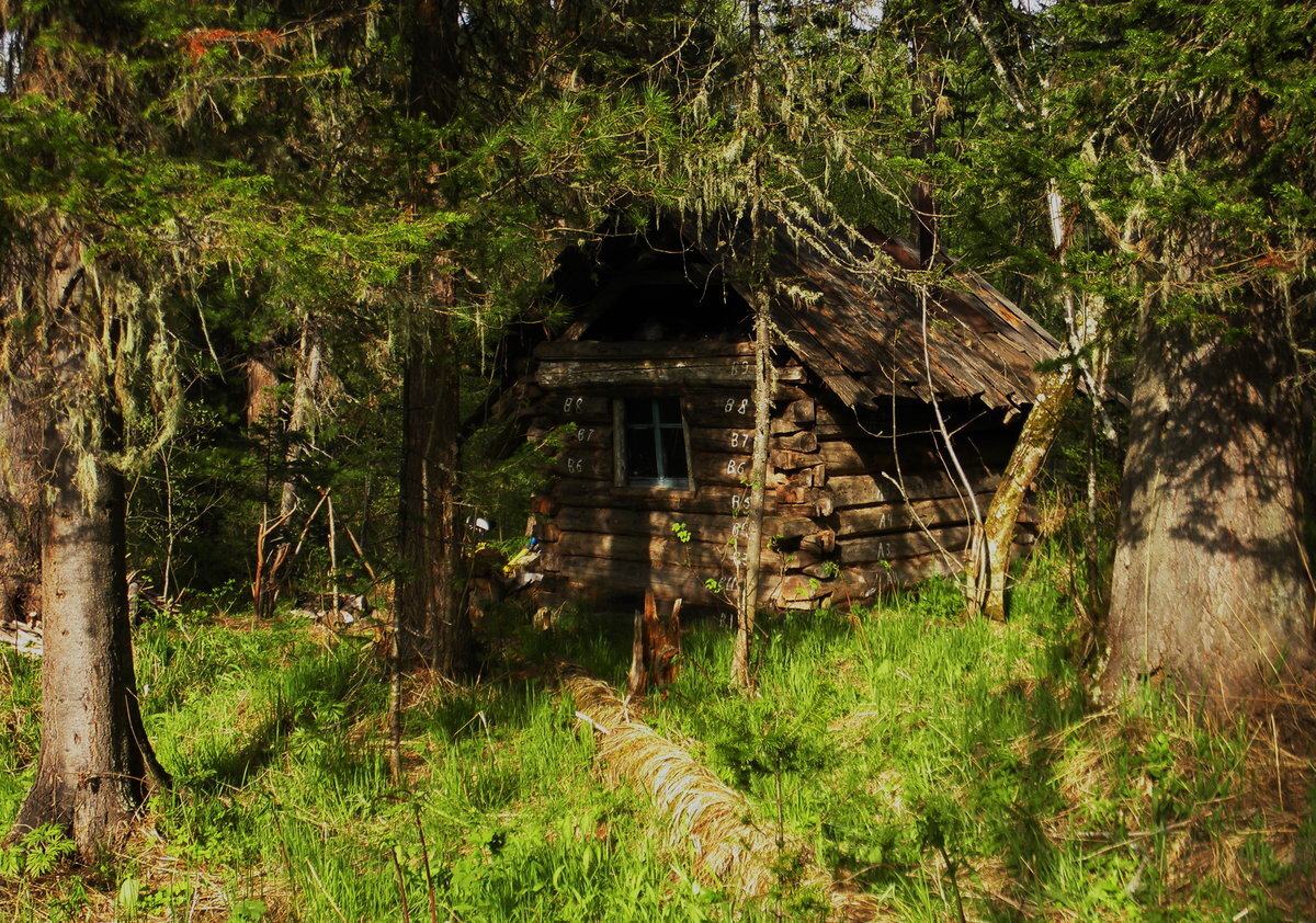 Сторожка в лесу картинки