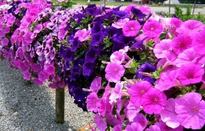 Петуния — садовый травянистый куст, имеющий стержневую корневую систему. Стебли ветвистые, тонкие, зеленого окраса. Могут быть низкорослыми и высокорослыми. Листья петунии небольшого размера, зеленого или темно-зеленого окраса, очередные, покрыты мелким пушком. Соцветия одиночные, разнообразного окраса, однотонные или двухцветные.