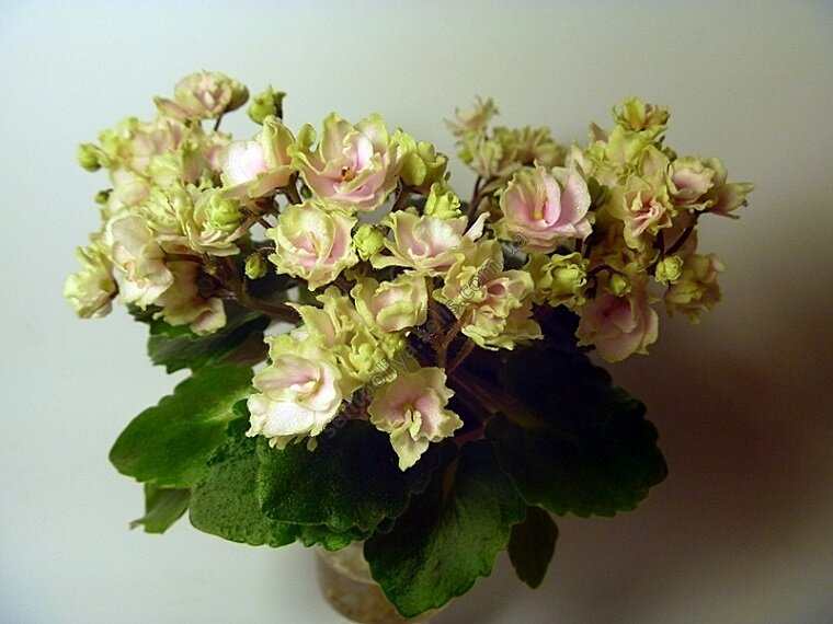 Petite Blarney (H. Pittman). 