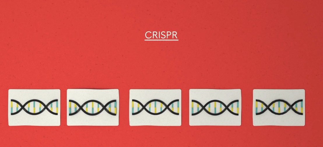 Каждый фрагмент содержит в себе информацию о том, какие ДНК нужно будет заменить.