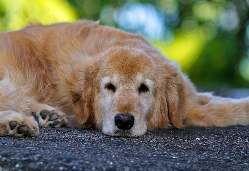 Перед морозами заворачиваются в калачик в теплом месте