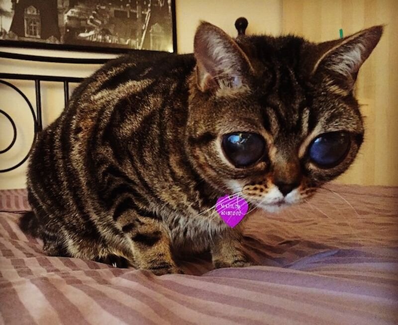 Как выглядят красивые коты
