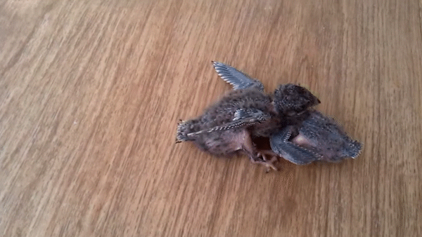 Птенцы стрижа.