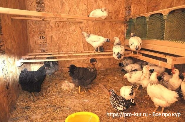 Построим уютное жилище для домашних птиц