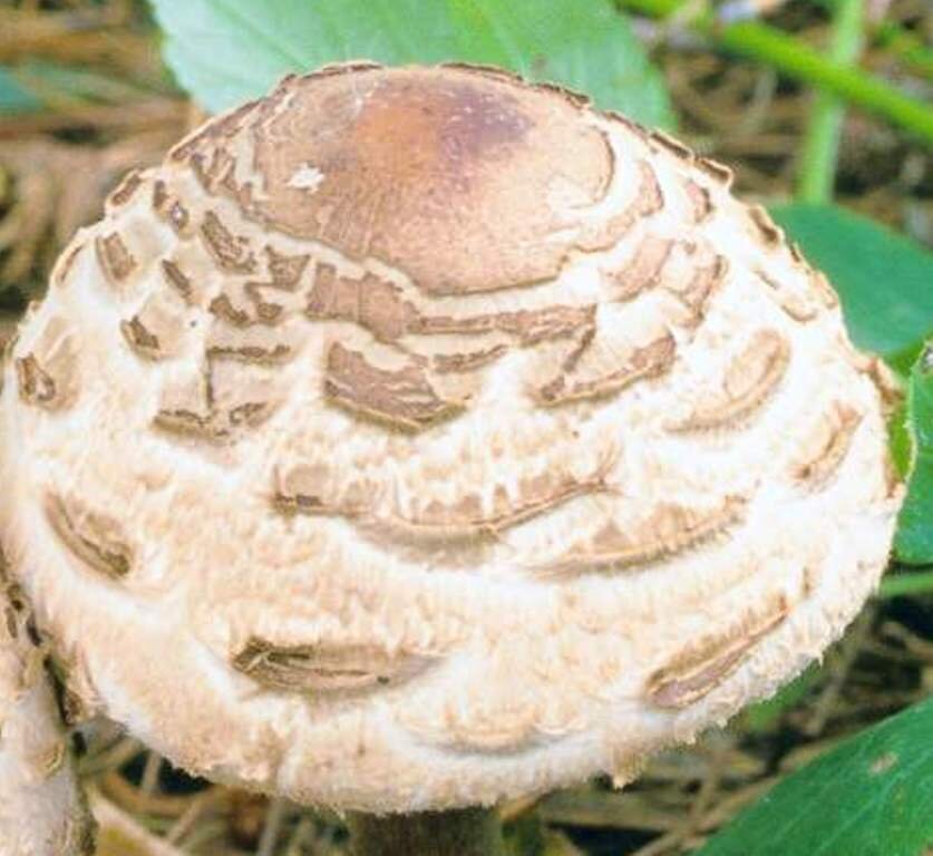 ШЛЯПКА ЗОНТИКА КРАСНЕЮЩЕГО