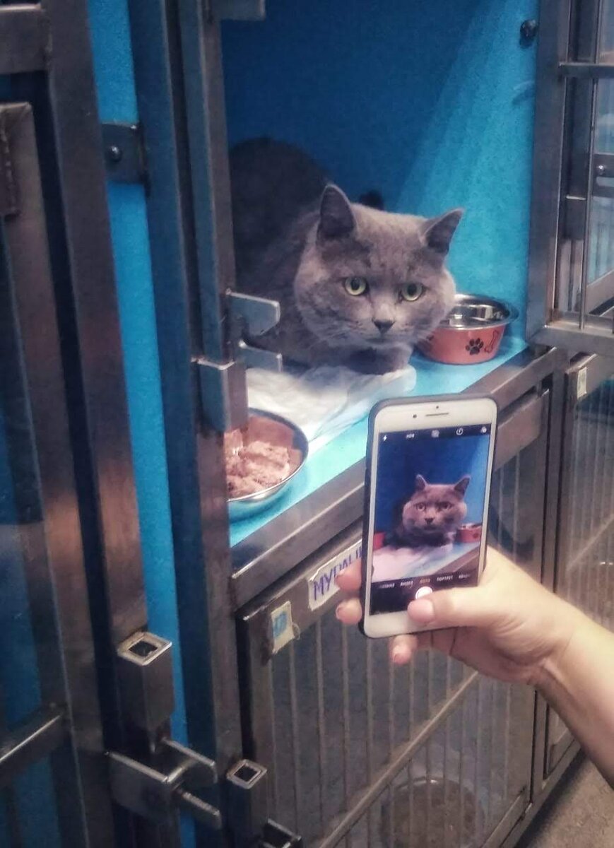 Кот Барон из Банды Дворян на передержке в зооценте КиС