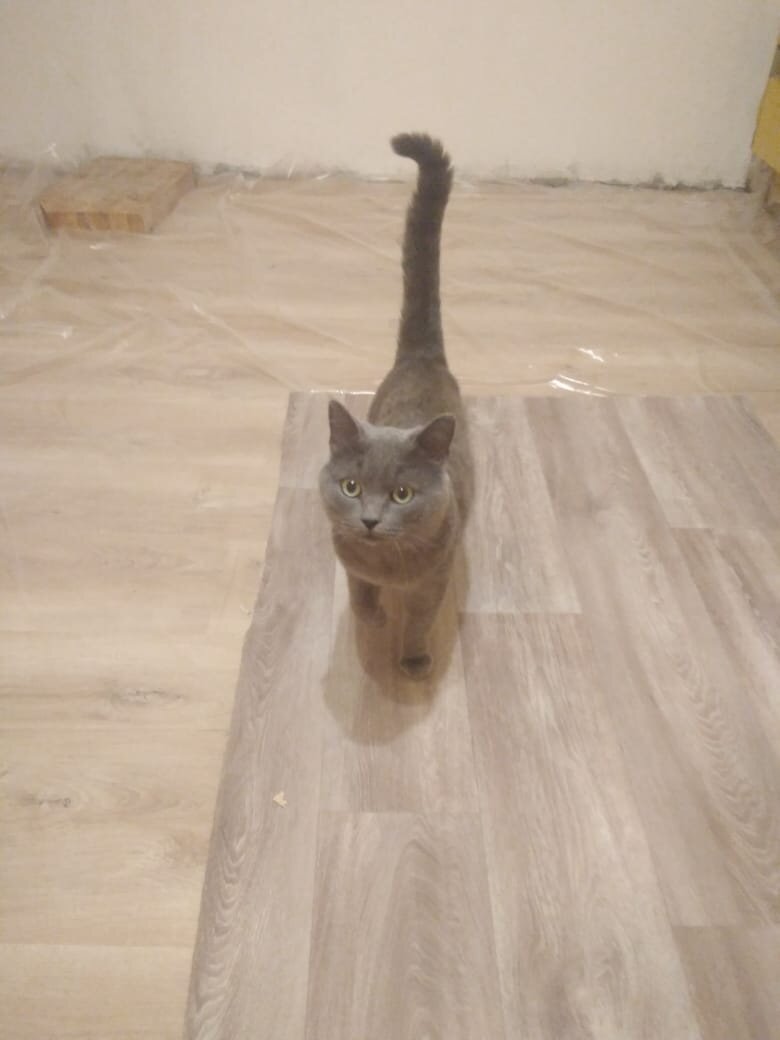 Кот Барон из Банды Дворян