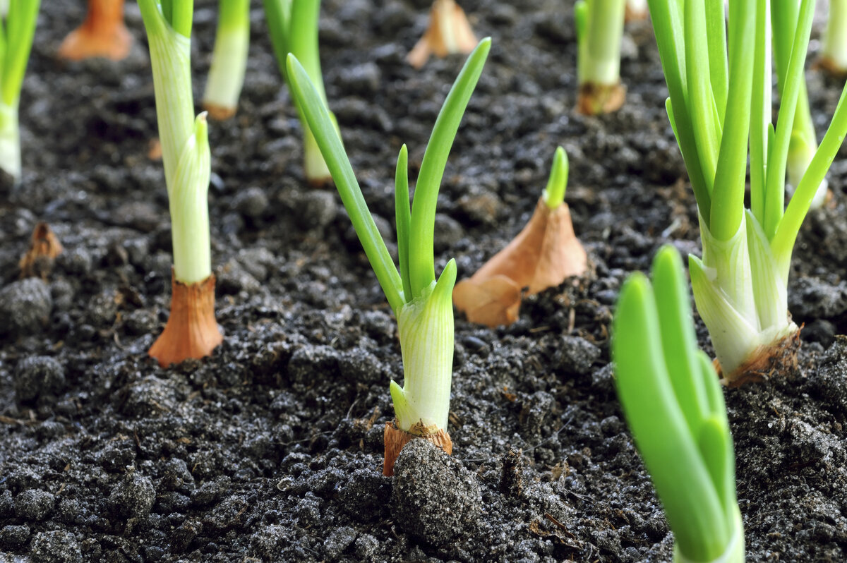 Лук репчатый