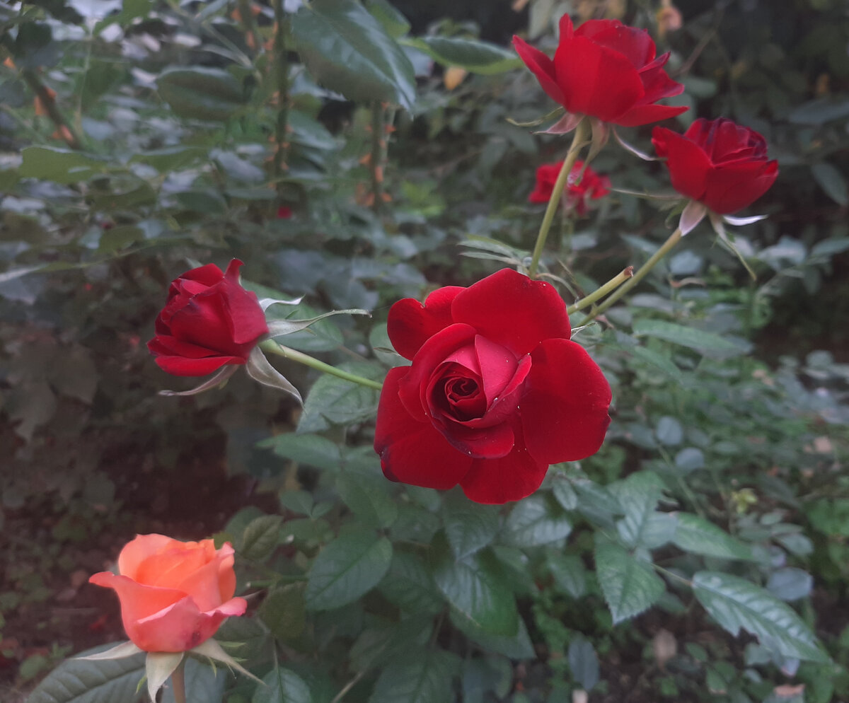 Розы Кордана. ОБИ. ВЫХОДИЛА)