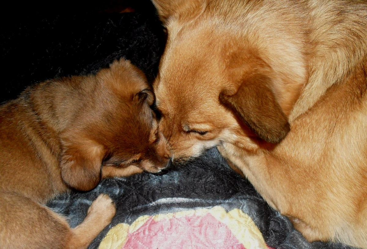 найда и риддик