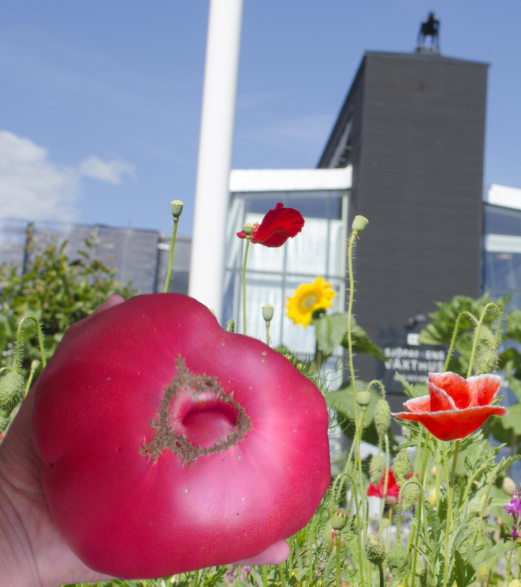 Он дожидался меня в теплице ресторана Goda Rum