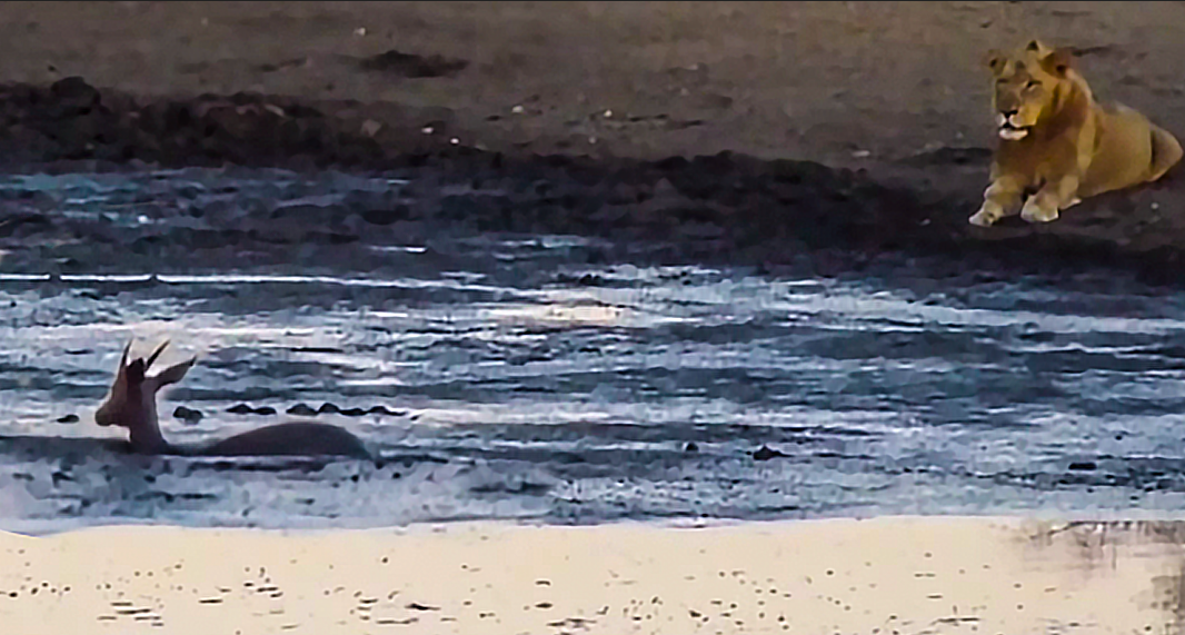 Антилопа сама попала в западню.