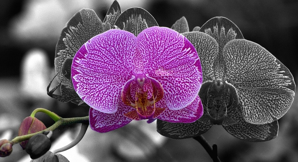 https://cdn.pixabay.com/photo/2017/01/27/16/35/moth-orchid-2013493_960_720.jpg