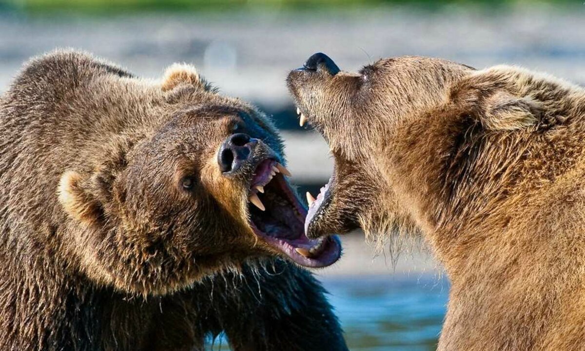 Группа бурого медведя. Медведи дерутся. Бурый медведь. Медведь Гризли.