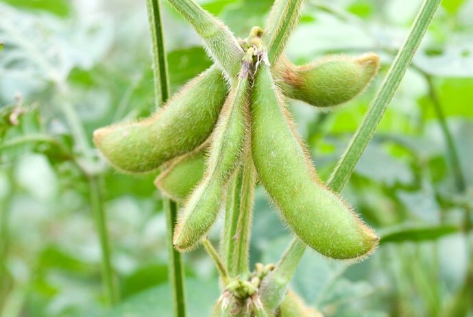 Соевые бобы.