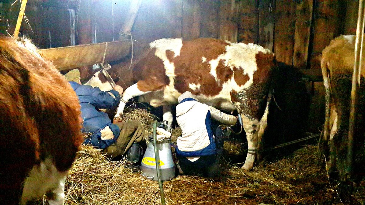 Раздаивание коровы первотелки. Емкостная система вымени коровы схема. Через сколько доить после отела. Кормят коров. Дойка коров.