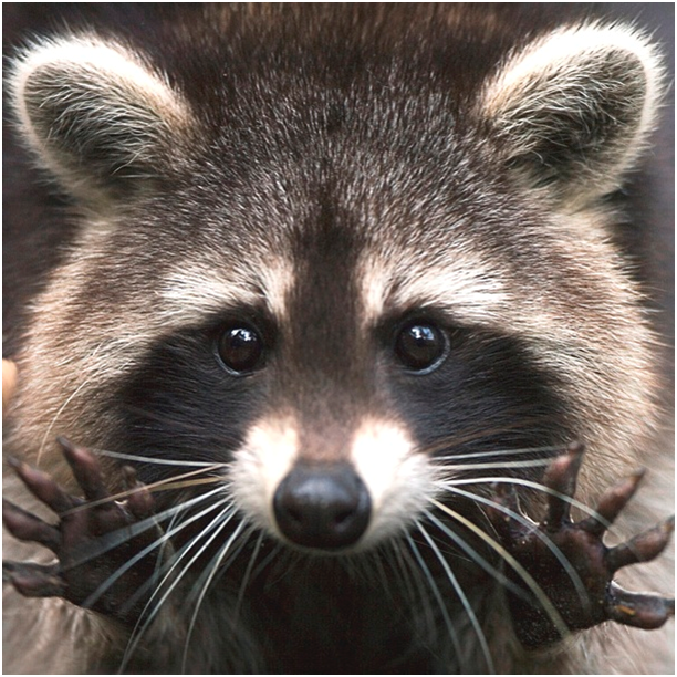 фото из открытого доступа