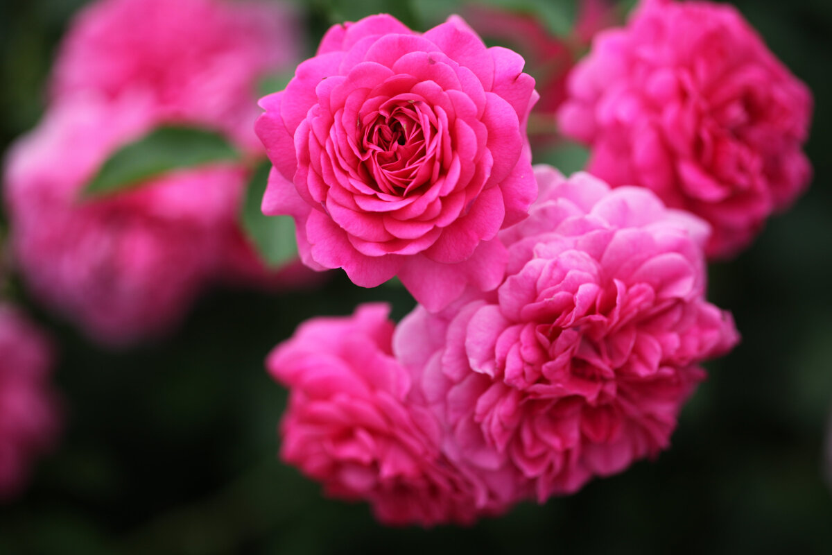 Розетковидная форма цветка розы