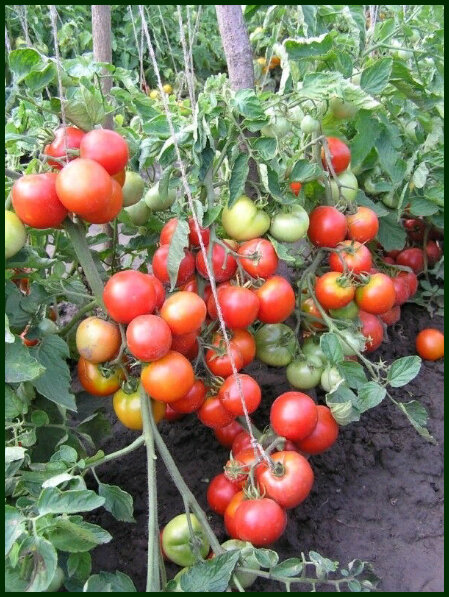 Почему стоит посадить томат 