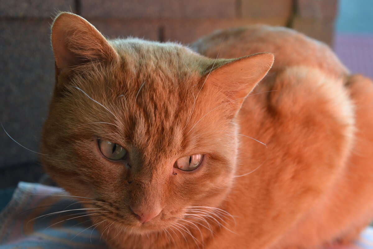 Жула - старший кот