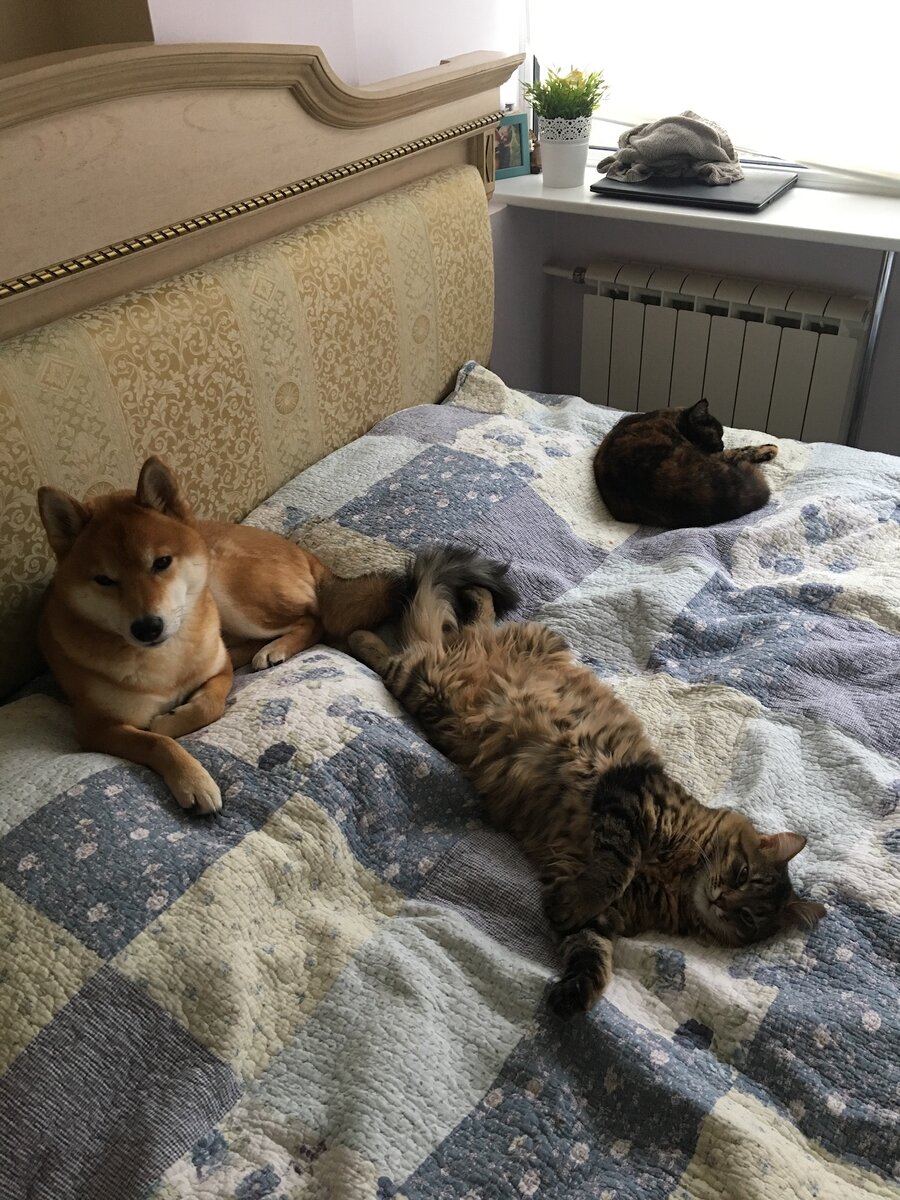 Обычно у нас мир