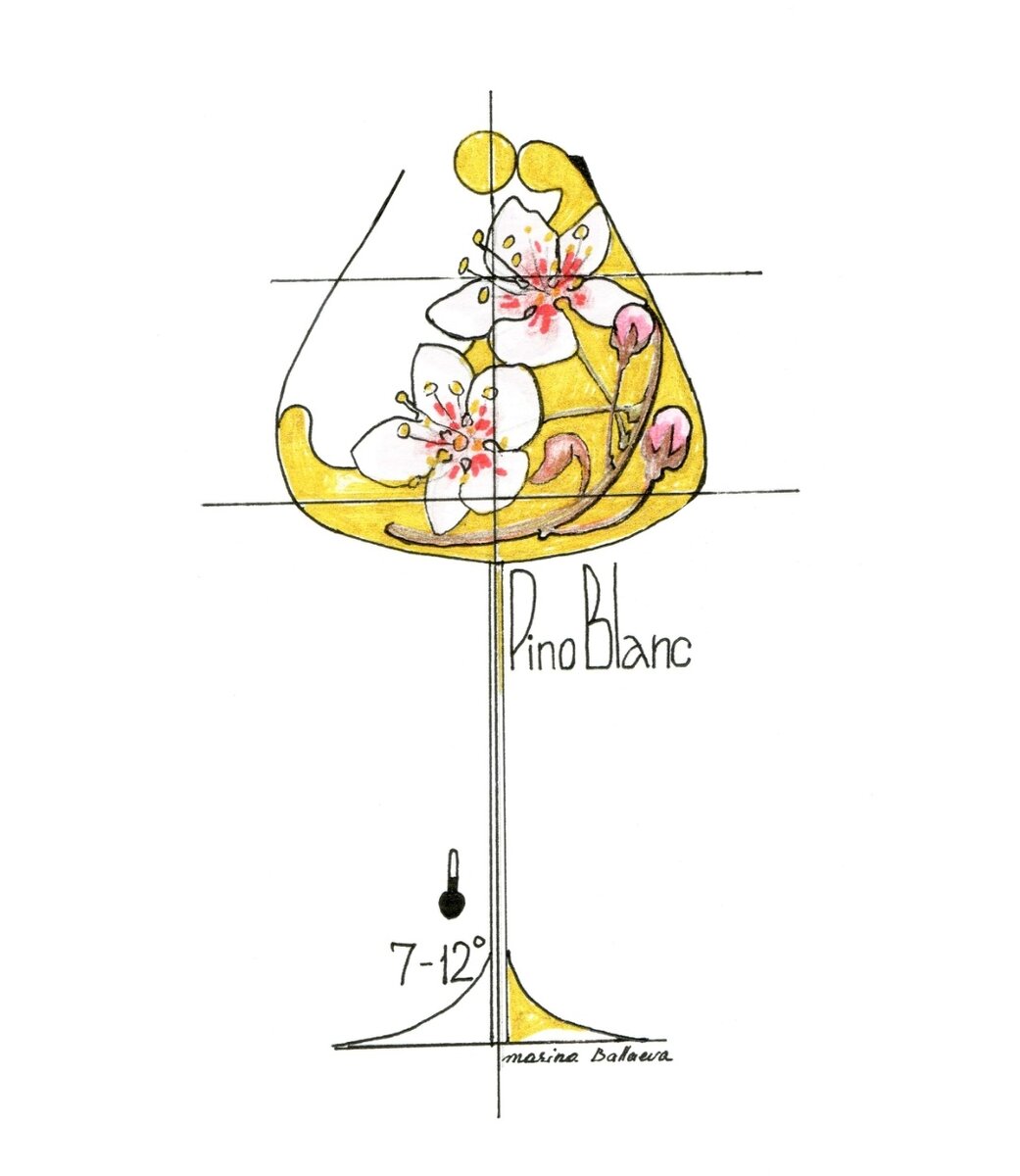 Пино Блан