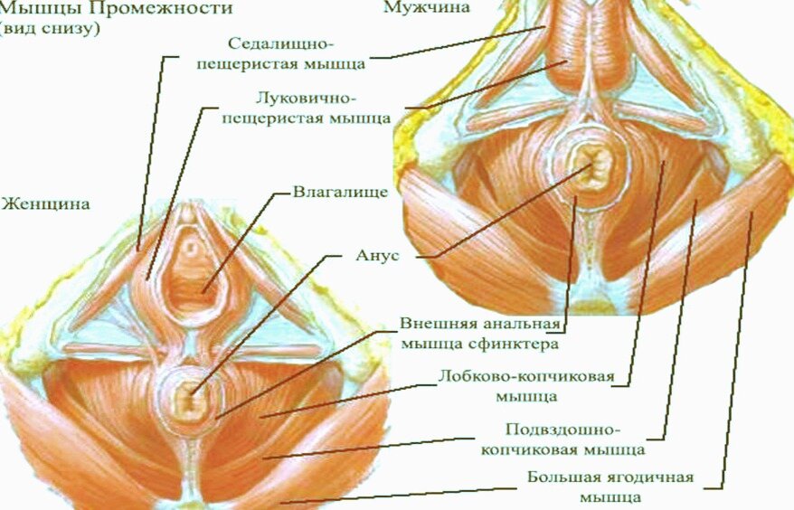 мышцы тазового дна