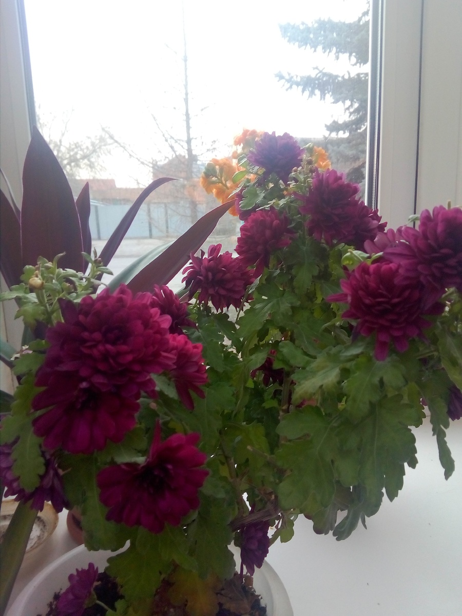 Уже апрель, а она вся в цвету