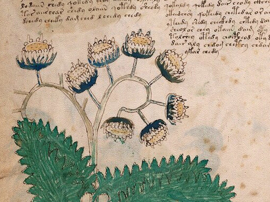 иллюстрация из рукописи Войнича