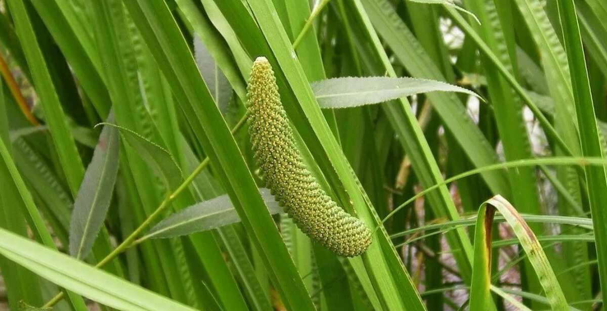 Фото: travoedov.ru